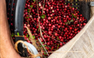 Home - Terschellinger Cranberries