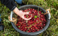 Home - Terschellinger Cranberries