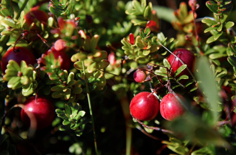 Home Terschellinger Cranberries