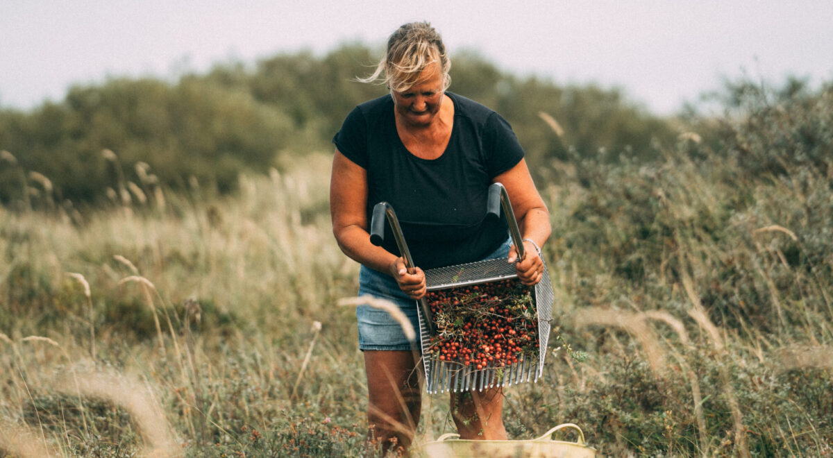 Volle plukbak met cranberries